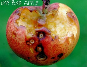 bad apple 